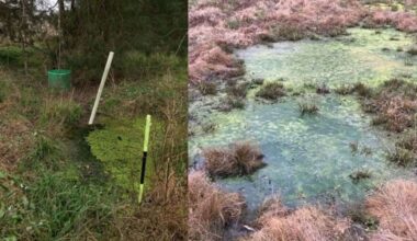 Environmental groups intend to sue Wastewater Authority in Wilson County over polluted waterways