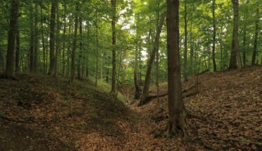 31 acres in Southwest Michigan purchased to become new nature preserve
