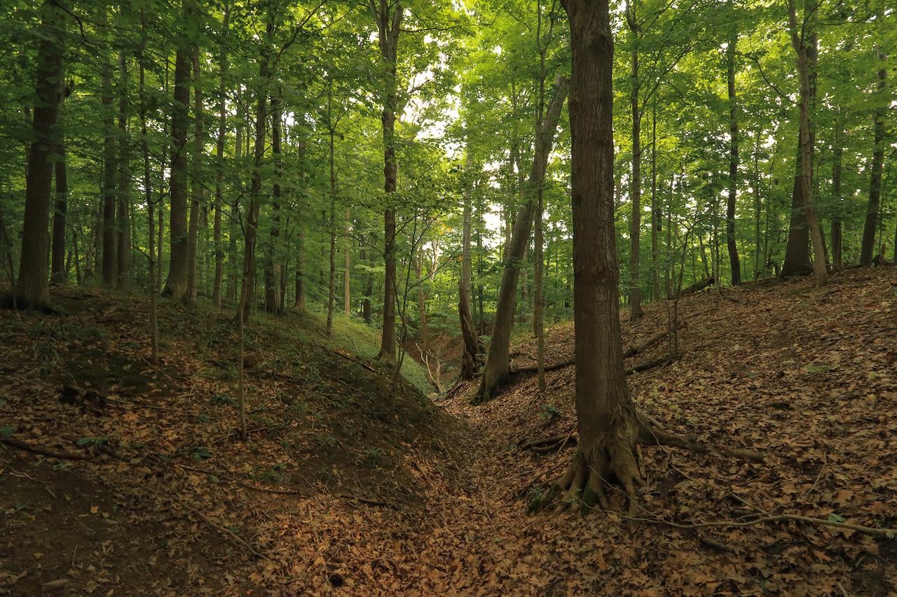 31 acres in Southwest Michigan purchased to become new nature preserve