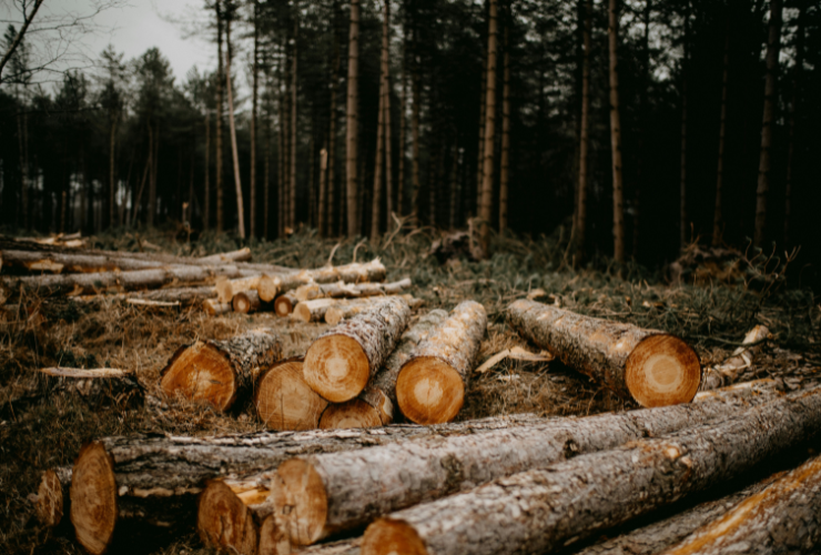 “More questions than answers” on EU deforestation policy