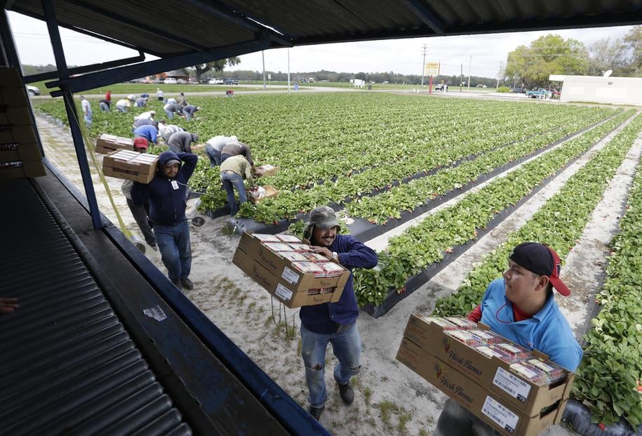 Florida farmers can thank Trump for the severe labor shortage