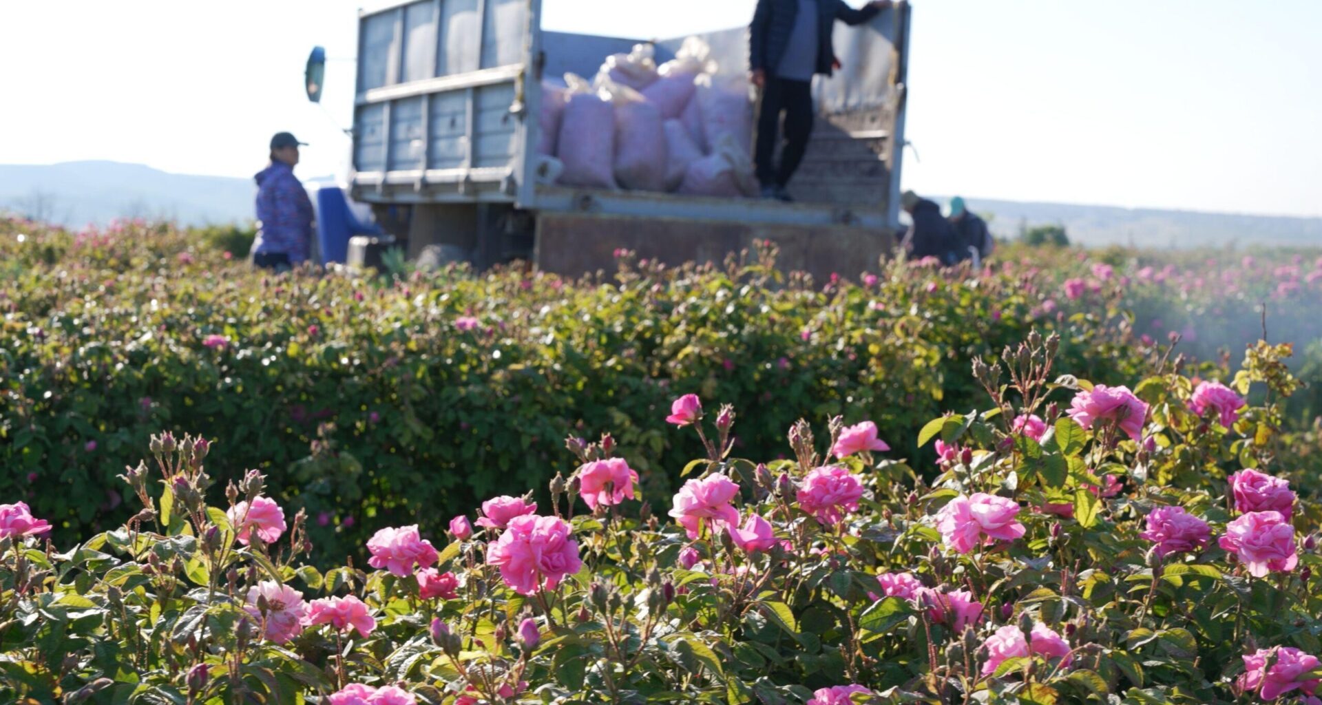 Roses being harvested in Turkey. This year's crop was 8,000 tonnes, compared with 11,000 last year