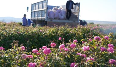 Roses being harvested in Turkey. This year's crop was 8,000 tonnes, compared with 11,000 last year