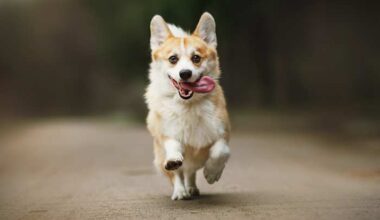 Tiny dogs get big applause