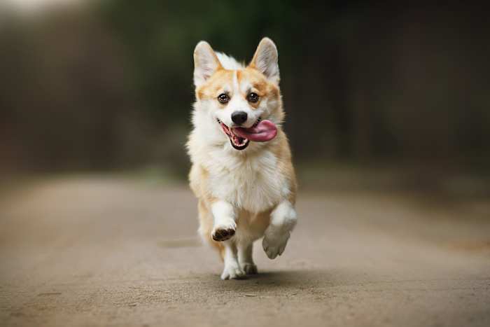 Tiny dogs get big applause