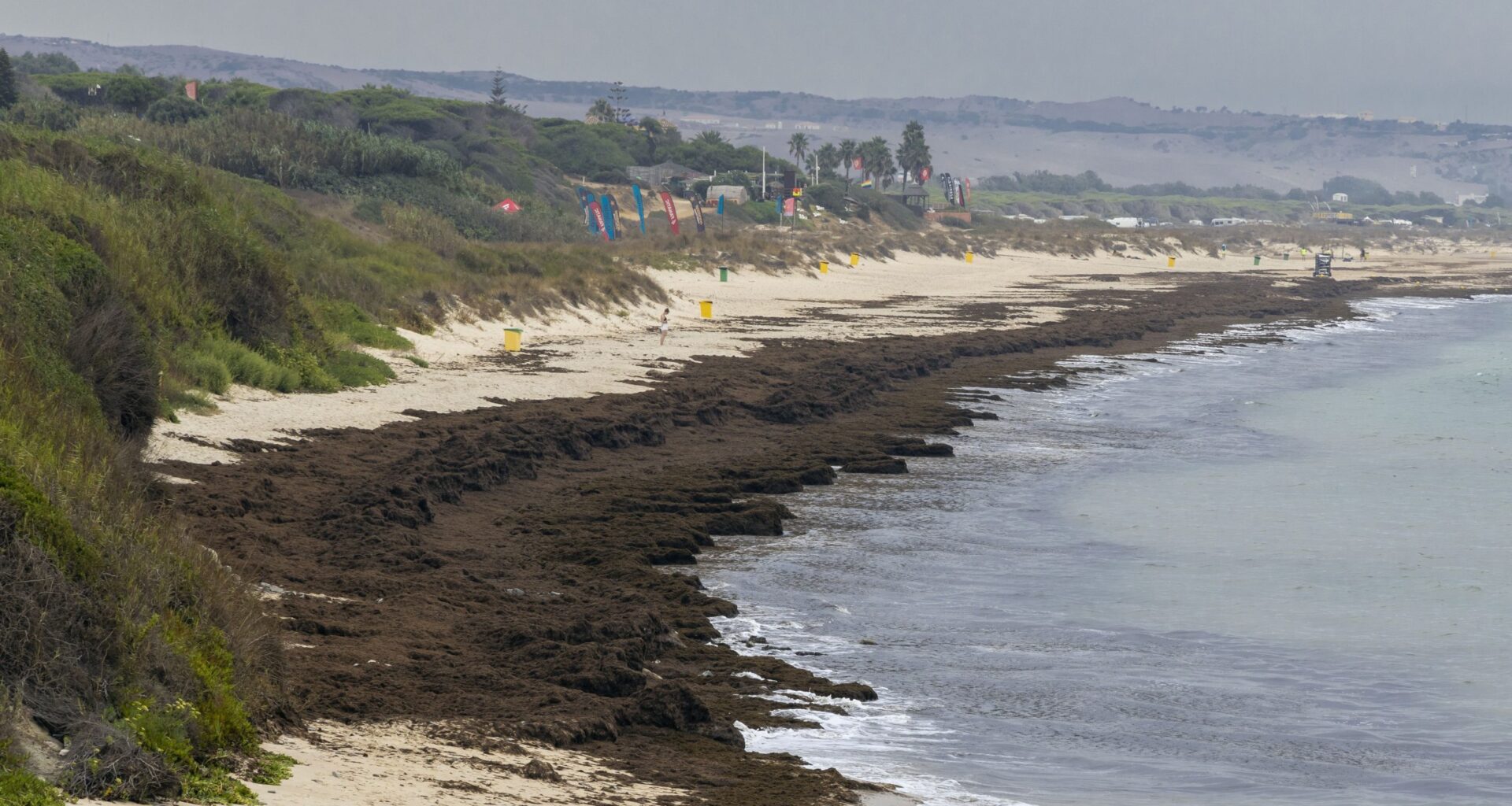 Spain’s smelly algae invasion creeps further into Europe