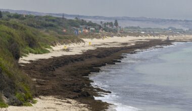 Spain’s smelly algae invasion creeps further into Europe
