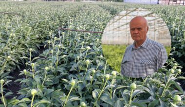Cel mai mare producător de flori tăiate din România vinde afacerea
