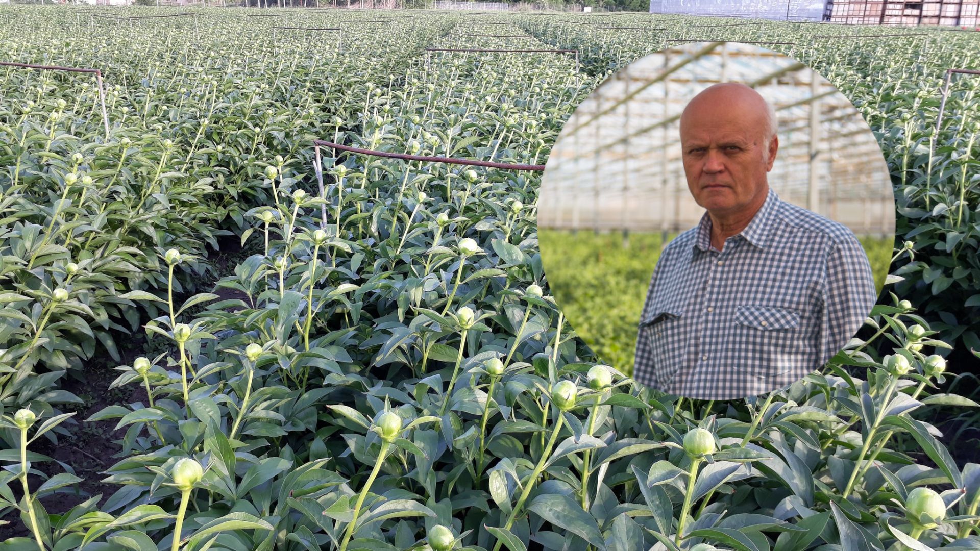 Cel mai mare producător de flori tăiate din România vinde afacerea