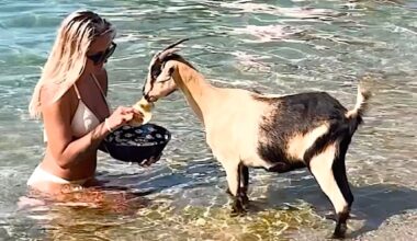 goat Greek beach