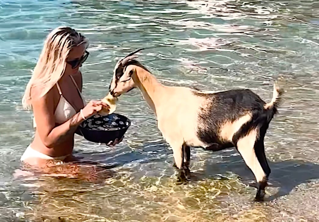 goat Greek beach
