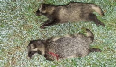 Sjældne fugle ved Vadehavet presses af mange mårhunde. De lokale jægere forsøger at skyde så mange som muligt. [9000 invasive mårhunde skudt denne sæson]