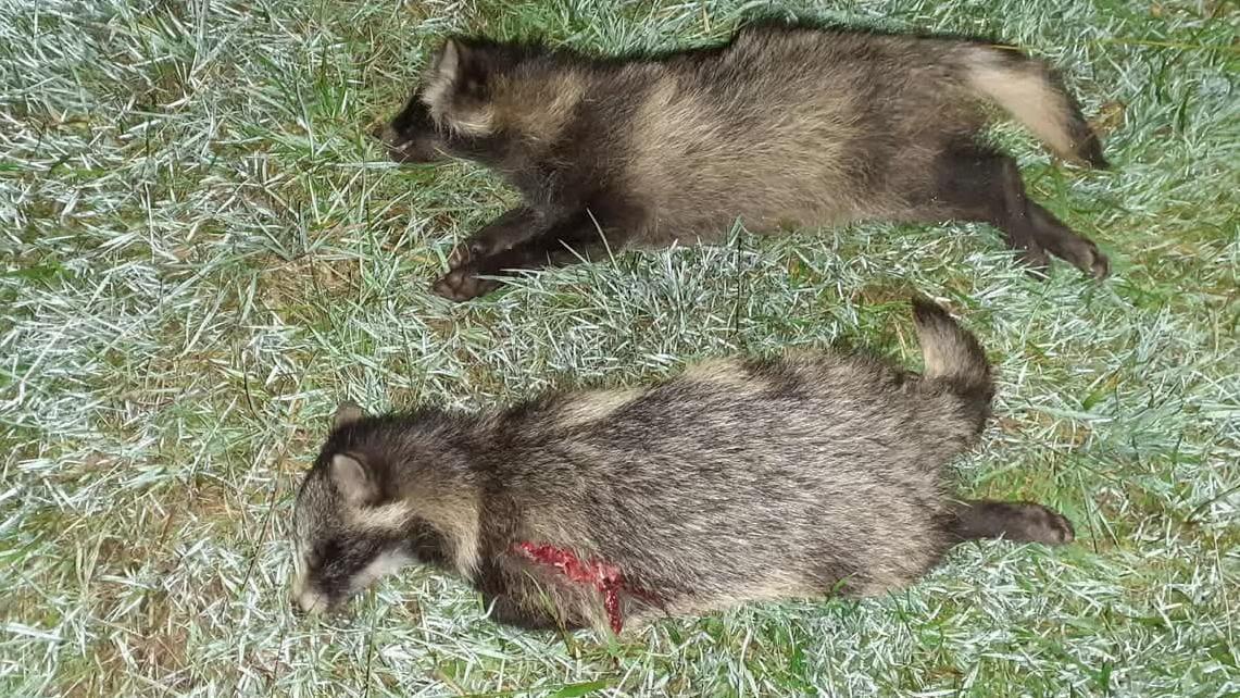 Sjældne fugle ved Vadehavet presses af mange mårhunde. De lokale jægere forsøger at skyde så mange som muligt. [9000 invasive mårhunde skudt denne sæson]