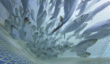 preliminary report 2023 ecosystem survey PelAC concerns Atlantic mackerel 2024