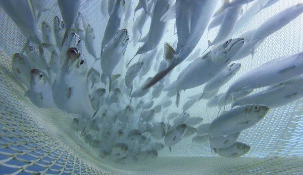 preliminary report 2023 ecosystem survey PelAC concerns Atlantic mackerel 2024