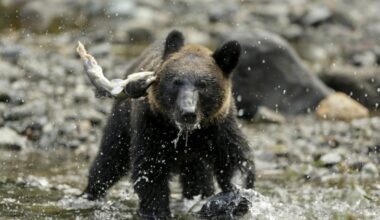 Hiker found dead after bear attack in mountain in Japan