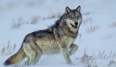 Green bridges in Germany are keeping a growing gray wolf population safe