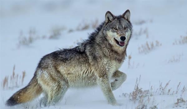 Green bridges in Germany are keeping a growing gray wolf population safe