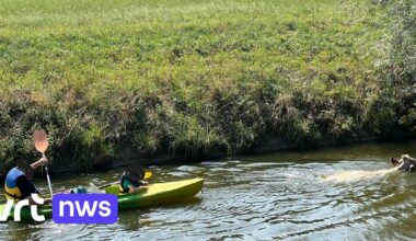 Koe zoekt verkoeling in Handzamevaart in Diksmuide en zwemt maar liefst 2 km
