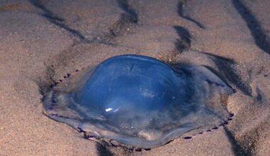 France's Largest Nuclear Plant Was Brought to a Halt ... by Jellyfish : ScienceAlert