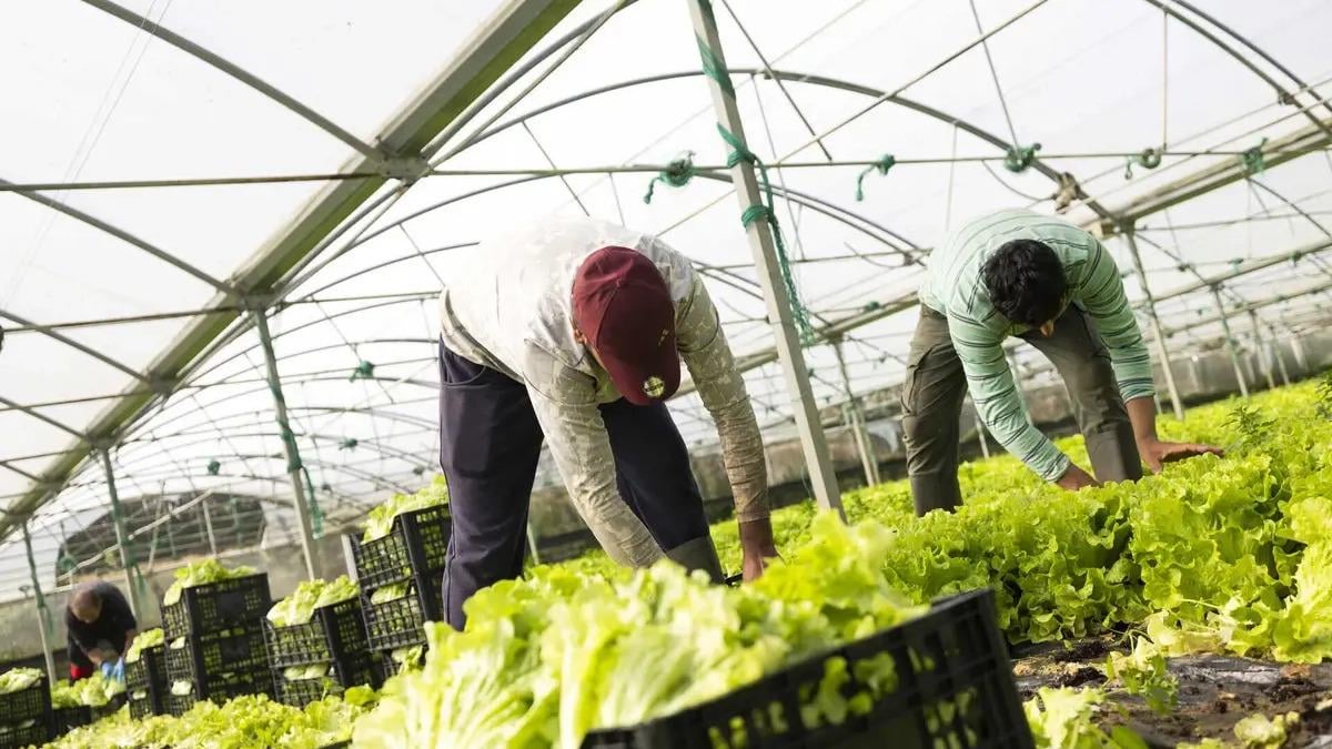 Portugal tem muita "agricultura forçada" e circunstâncias de trabalho "detestáveis", diz ex-ministro