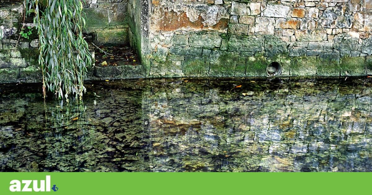 Centenas de peixes mortos retirados do rio Lis após descarga de efluentes