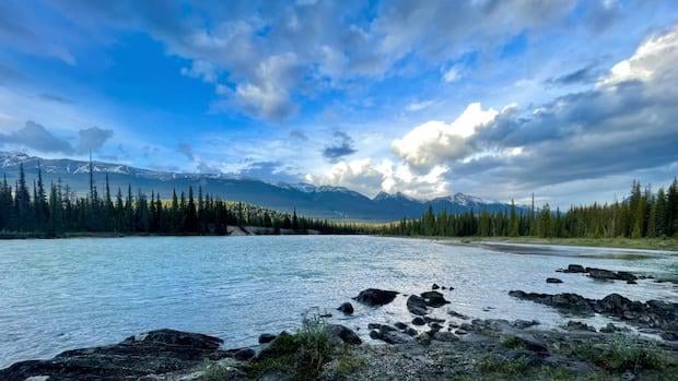 Alberta’s old coal mines contaminating water, endangering fish, study finds