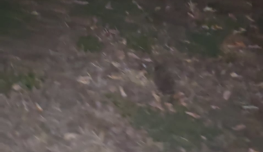 The other day I found the UKs prettiest spider, last night walking back from the boozer I found the UKs cutest mammal