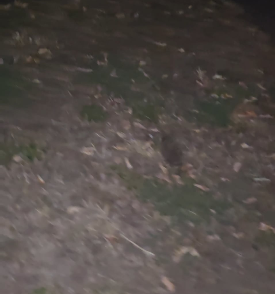 The other day I found the UKs prettiest spider, last night walking back from the boozer I found the UKs cutest mammal
