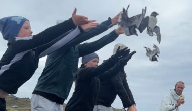 It's 'throw a baby puffin off a cliff' season in Iceland