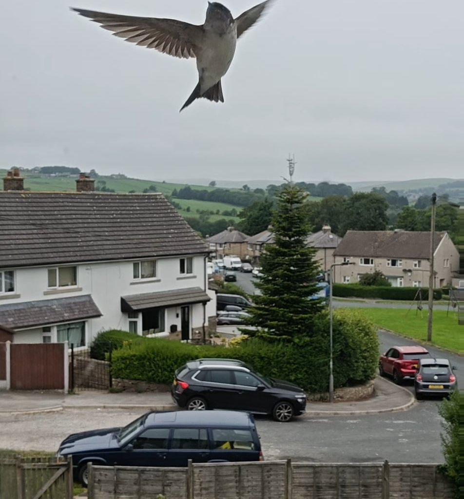 Hundreds of House Martins (I think?) this morning flying around my house and perched on the wall.