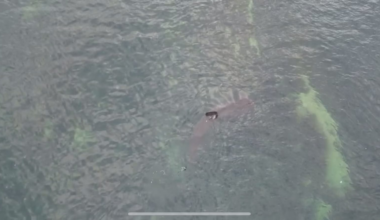 Basking Shark in Pittenweem Harbour, Fife