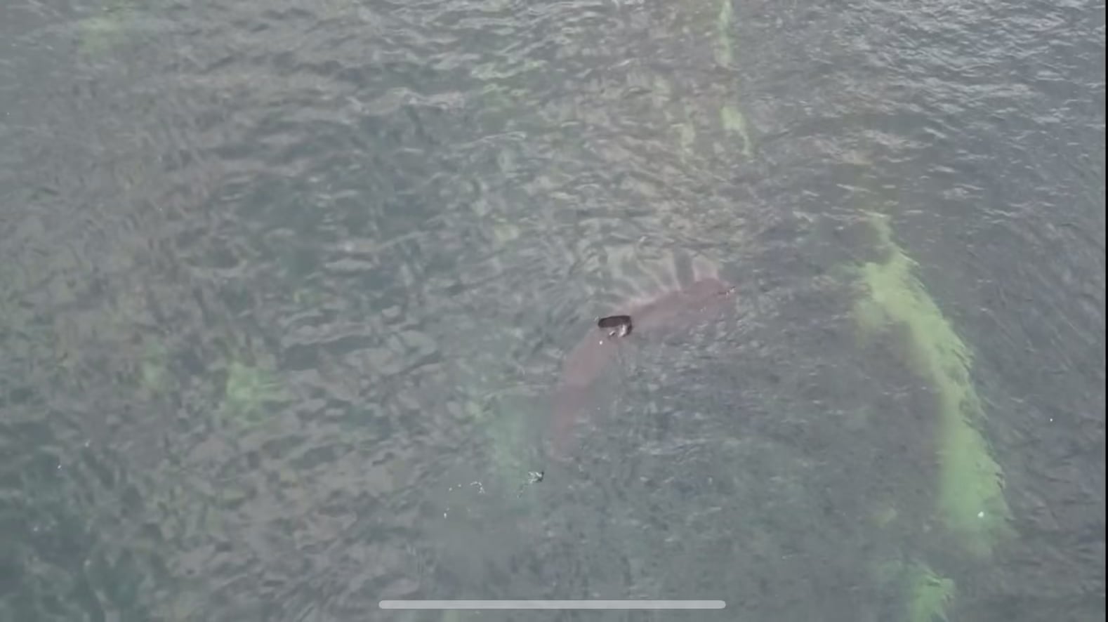 Basking Shark in Pittenweem Harbour, Fife