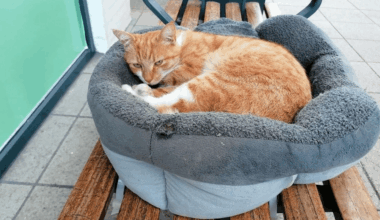 Katten Røde Allan er fundet død