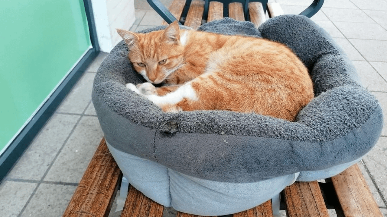 Katten Røde Allan er fundet død