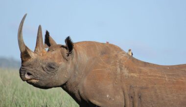 More than 10,000 species on brink of extinction need urgent action: Study