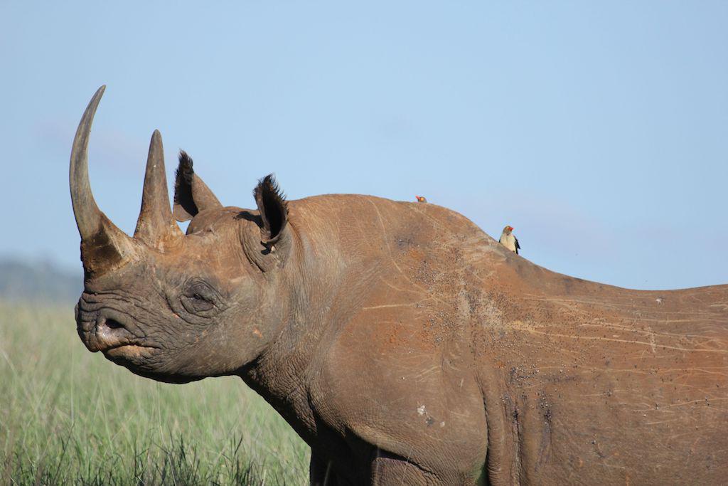 More than 10,000 species on brink of extinction need urgent action: Study