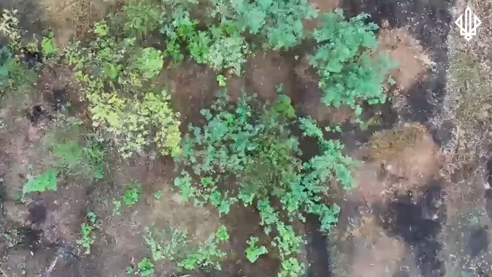 According to the Ukrainian 3rd Operational Brigade "Spartan", Russia started using women for their meat assaults on Pokrovsk. [Graphic content, NSFW]