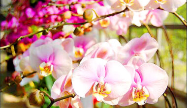 Australia restarts moth orchid imports