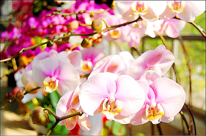 Australia restarts moth orchid imports