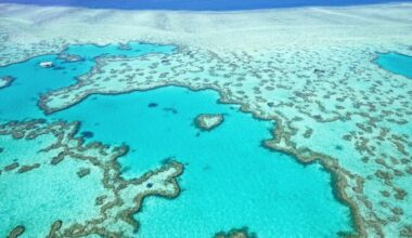 Great Barrier Reef's coral cover has sharply declined, new study finds