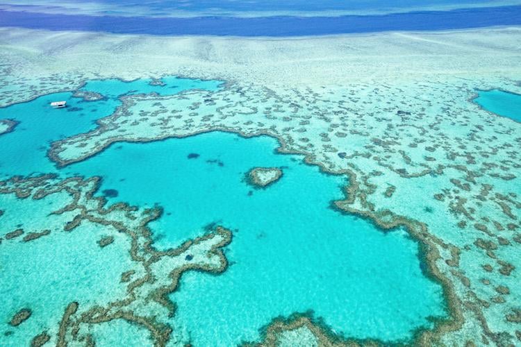 Great Barrier Reef's coral cover has sharply declined, new study finds
