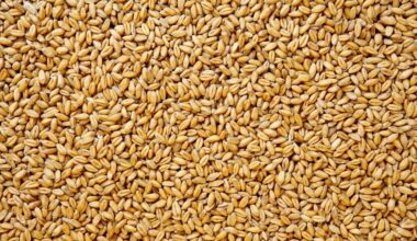 Russia plans to steal more Ukrainian grain amid agricultural crisis - Ukrainska Pravda