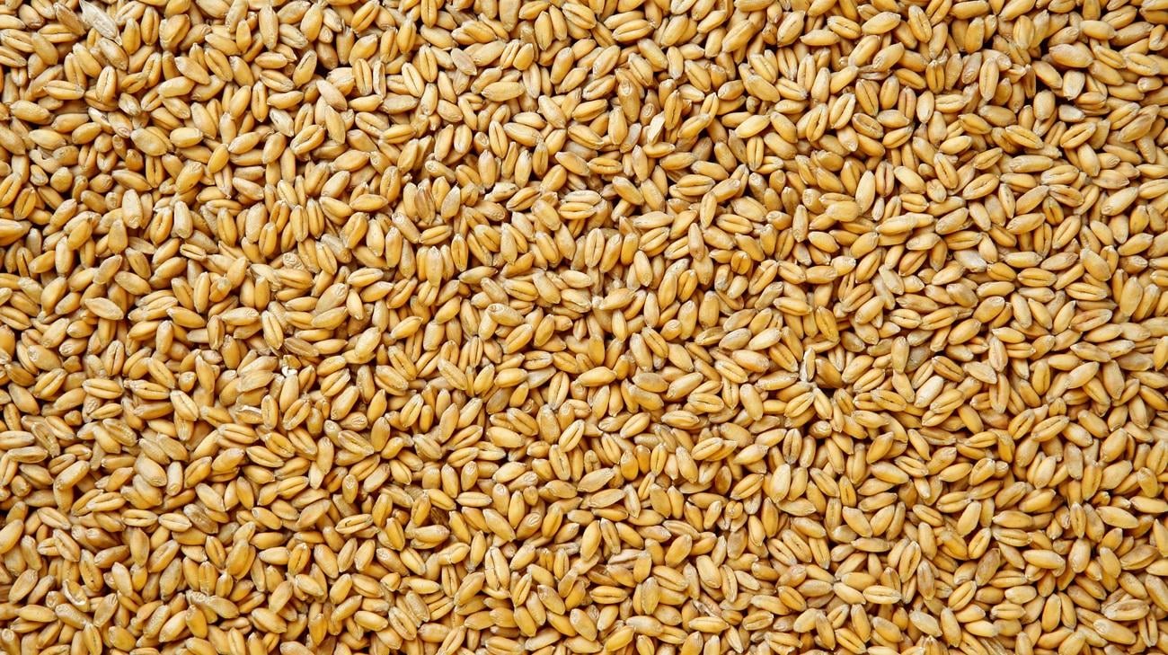 Russia plans to steal more Ukrainian grain amid agricultural crisis - Ukrainska Pravda