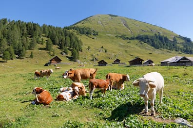 Blick auf eine saftige Alm und mehrere Kühe im Lesachtal in Kärnten.