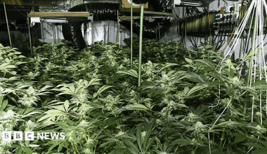 Three men caught running cannabis factory in old Irvine shopping centre