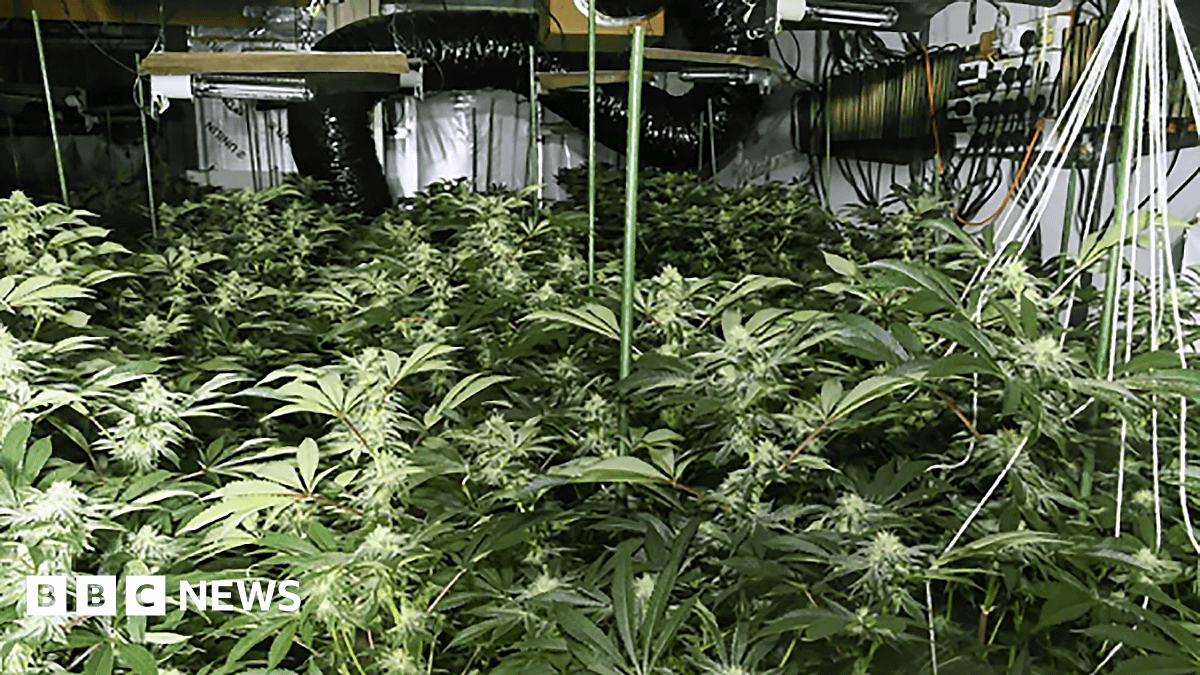 Three men caught running cannabis factory in old Irvine shopping centre