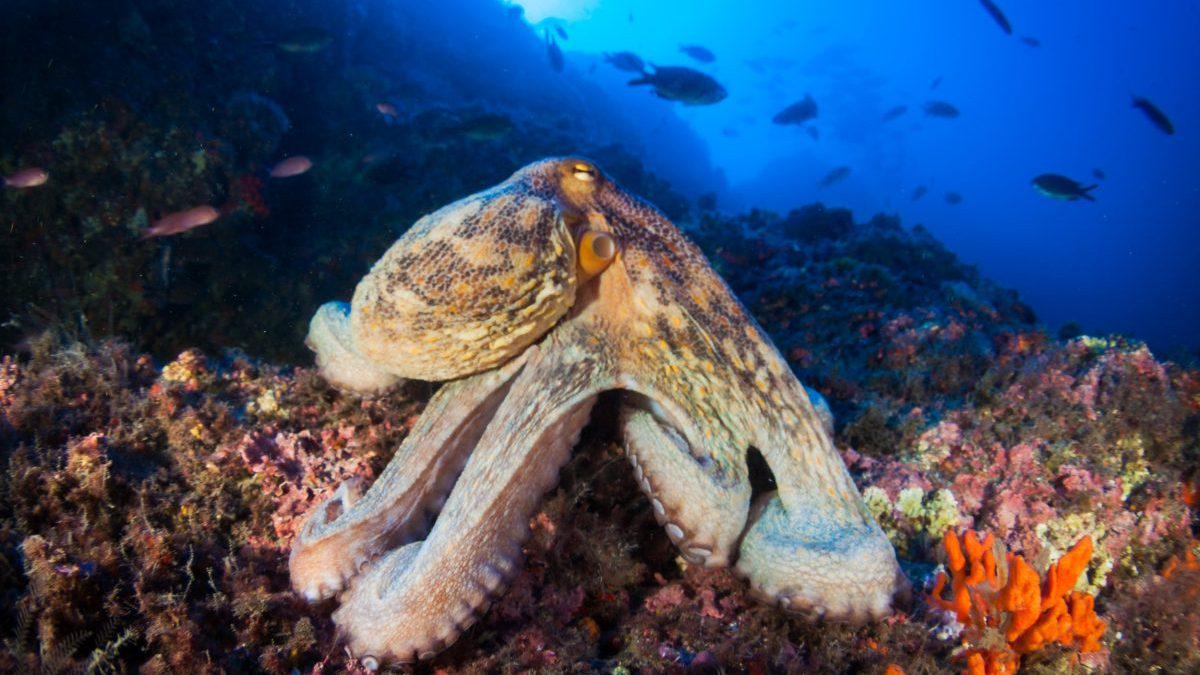 Global warming has brought Mediterranean octopus to the UK's shores