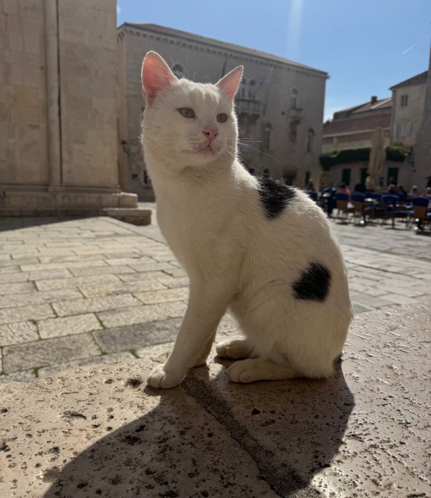 A cat on cobblestones.