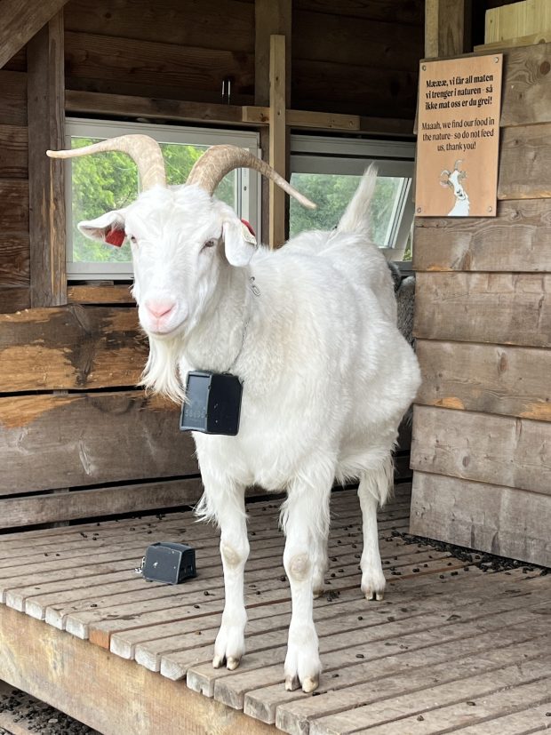 A white goat wears a black bell